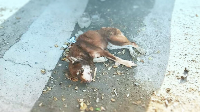 rescued dog on pavement