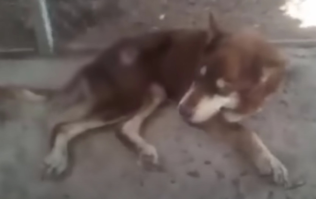 dog regaining strength