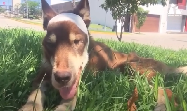 happy dog with family