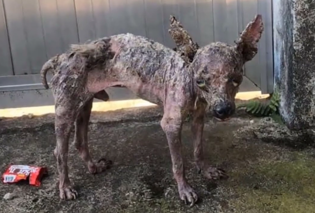 Injured puppy