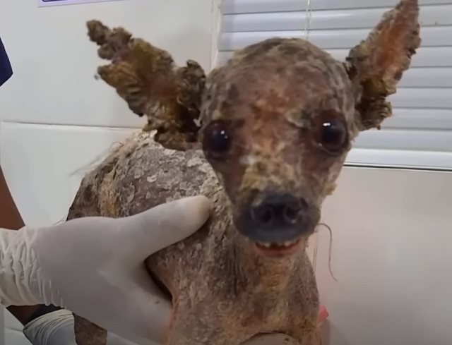Healing puppy