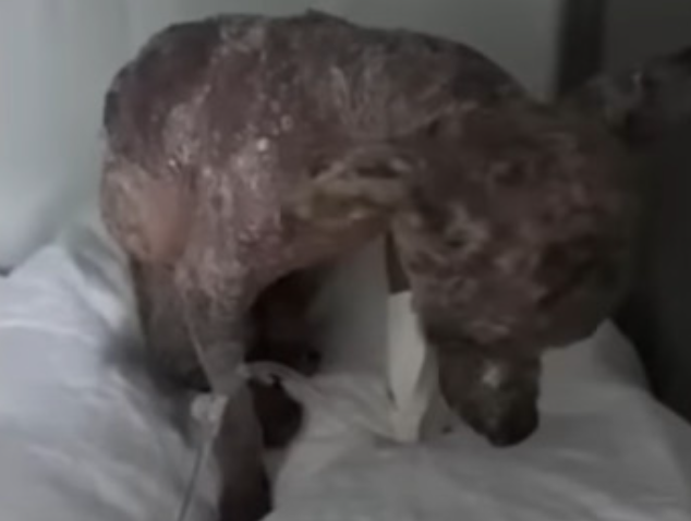 Recovered puppy