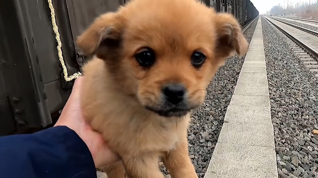 puppy searching for grain
