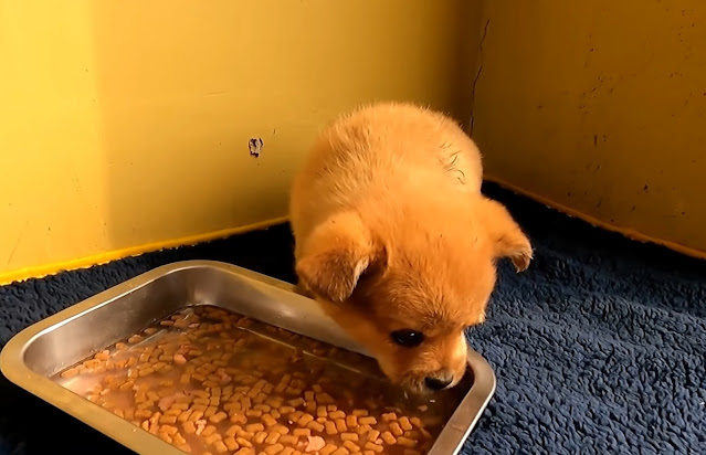 rescued puppy finding calm