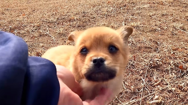 puppy in safe care