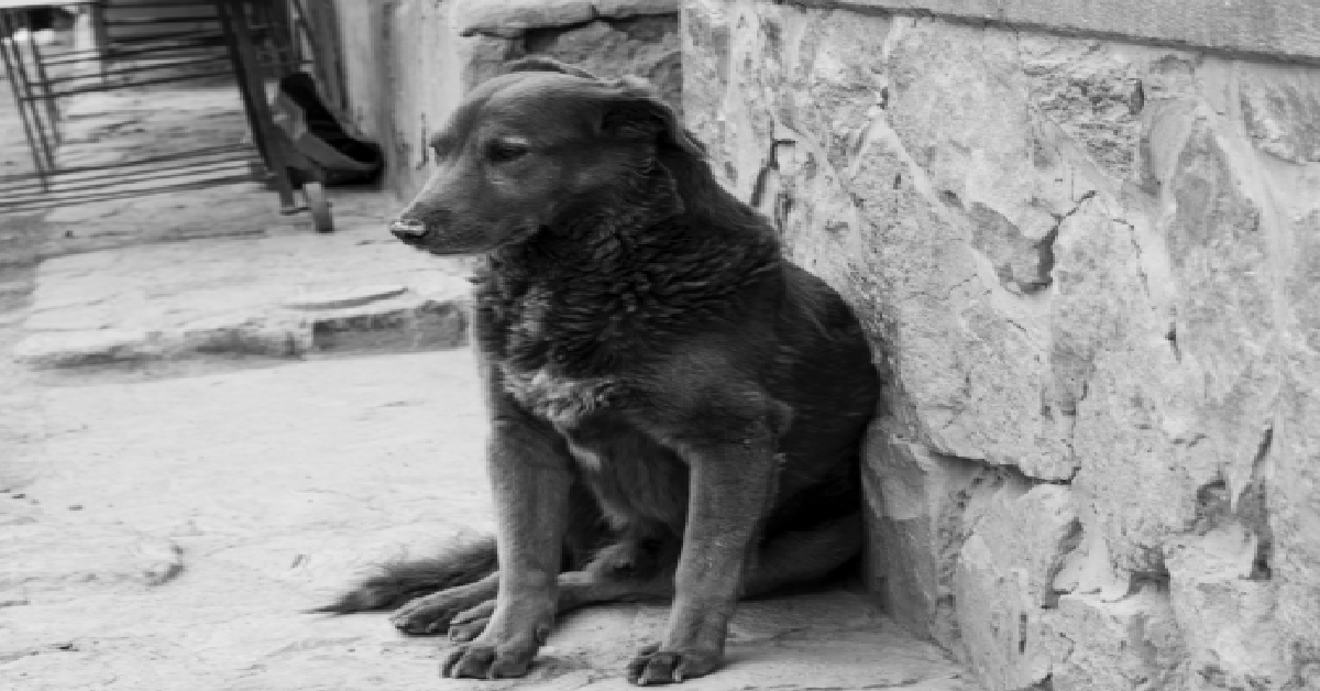 Grayscale photo of domesticated animals on the street