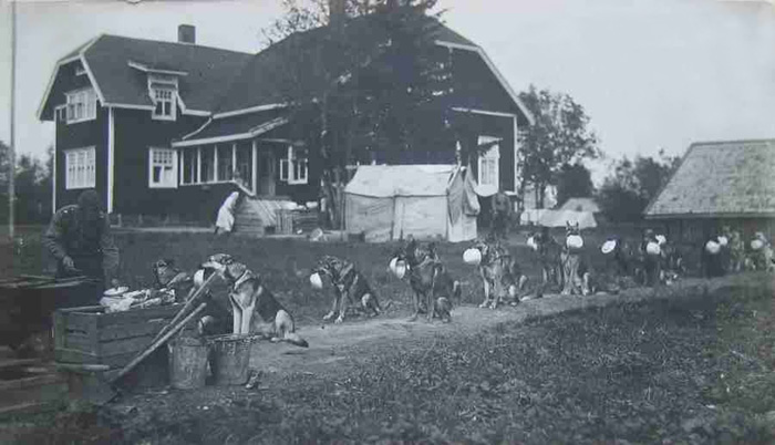 Row of police dogs holding dishes