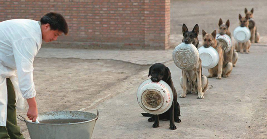 Police dogs in line