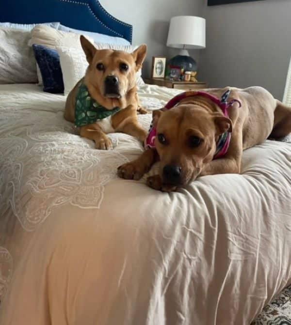 Two dogs on a bed